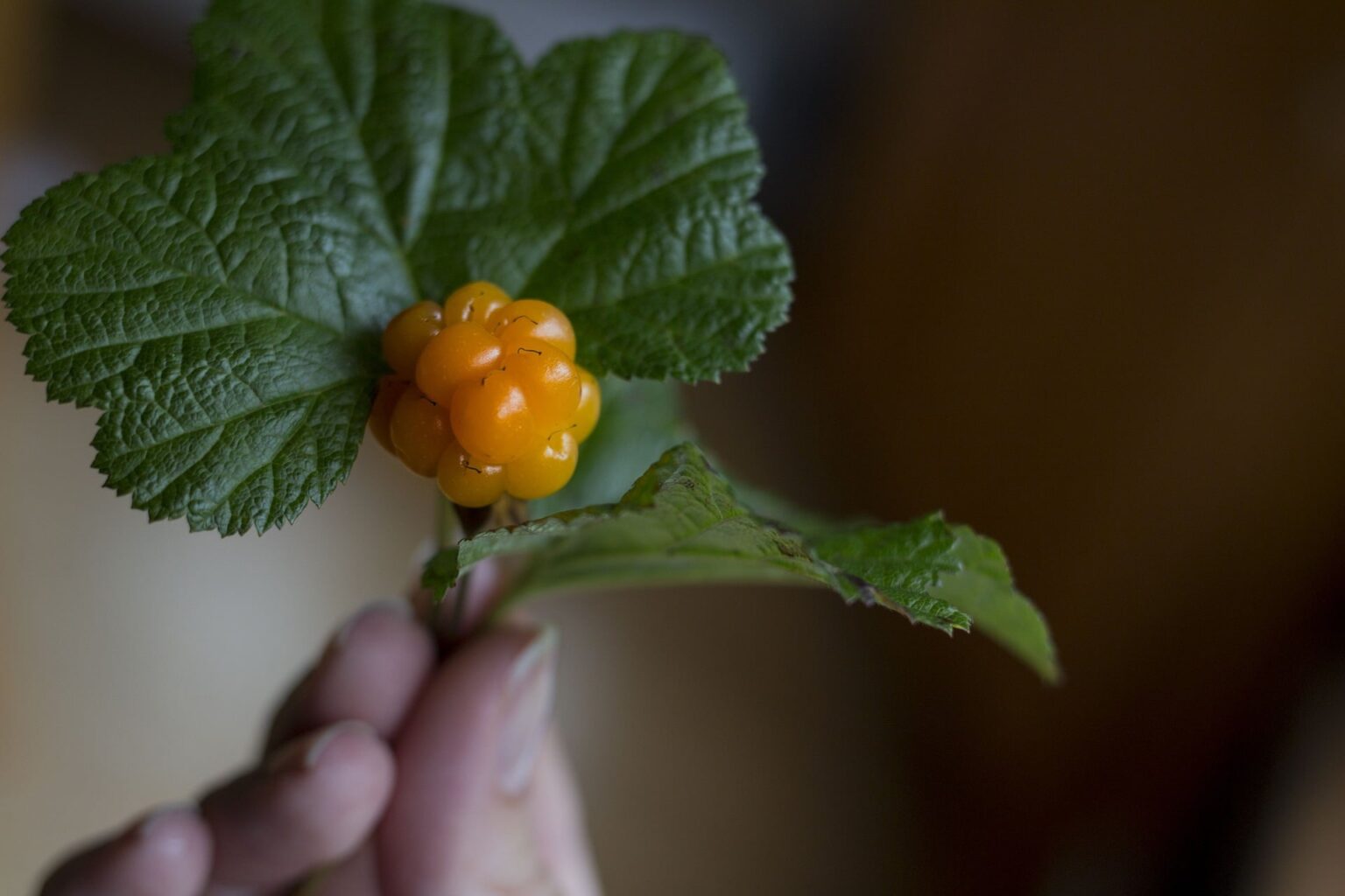 Cloudberry